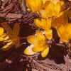Crocus flavus 'Golden Yellow', habit