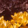 Crocus flavus 'Golden Yellow', habit