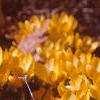 Crocus flavus 'Golden Yellow', habit