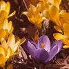 Crocus flavus 'Golden Yellow', habit