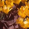 Crocus flavus 'Golden Yellow', habit