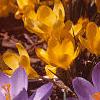 Crocus flavus 'Golden Yellow', habit