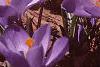 Crocus flavus 'Golden Yellow', habit