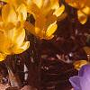Crocus flavus 'Golden Yellow', habit