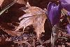 Crocus flavus 'Golden Yellow', habit