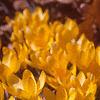 Crocus flavus 'Golden Yellow', habit