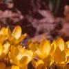 Crocus flavus 'Golden Yellow', habit