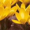 Crocus flavus 'Golden Yellow', habit