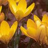 Crocus flavus 'Golden Yellow', habit