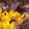 Crocus flavus 'Golden Yellow', habit