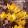 Crocus flavus 'Golden Yellow', habit