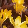Crocus flavus 'Golden Yellow', habit