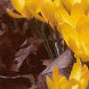 Crocus flavus 'Golden Yellow', habit