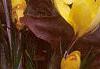 Crocus flavus 'Golden Yellow', habit