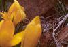 Crocus flavus 'Golden Yellow', habit