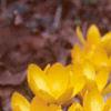 Crocus flavus 'Golden Yellow', habit