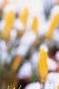 Crocus flavus 'Golden Yellow', flowers