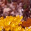 Crocus 'Remembrance', habit