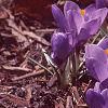 Crocus 'Remembrance', habit