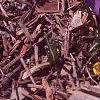 Crocus 'Remembrance', habit