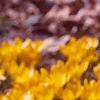 Crocus 'Remembrance', habit