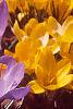 Crocus 'Remembrance', habit