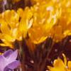 Crocus 'Remembrance', habit