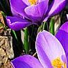 Crocus 'Remembrance', habit