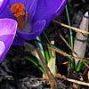 Crocus 'Remembrance', habit