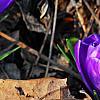Crocus 'Remembrance', habit