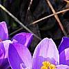 Crocus 'Remembrance', habit