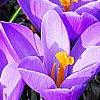 Crocus 'Remembrance', habit