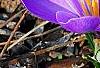 Crocus 'Remembrance', habit