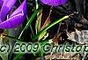 Crocus 'Remembrance', habit