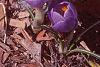 Crocus 'Remembrance', flowers