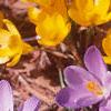 Crocus 'Remembrance', flowers