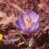 Crocus 'Remembrance', flowers