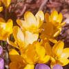 Crocus 'Remembrance', flowers