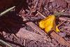 Crocus 'Remembrance', flowers