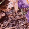Crocus 'Remembrance', flowers