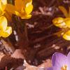 Crocus 'Remembrance', flowers
