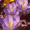 Crocus 'Remembrance', flowers