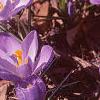 Crocus 'Remembrance', flowers