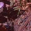 Crocus 'Remembrance', flowers