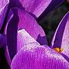 Crocus 'Remembrance', flowers