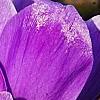 Crocus 'Remembrance', flowers