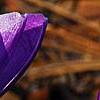 Crocus 'Remembrance', flowers
