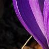 Crocus 'Remembrance', flowers