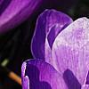 Crocus 'Remembrance', flowers
