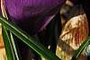 Crocus 'Remembrance', flowers